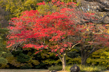 都心散歩　初冬の紅葉　浜離宮あたり