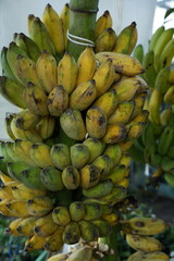 Bananas in the garden for background image