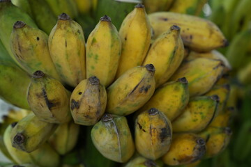 Bananas in the garden for background image