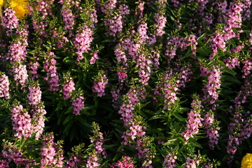 Obraz premium Flowers in the garden for background