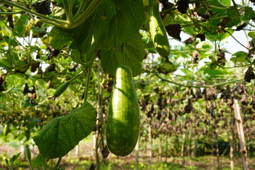 Fresh bottle gourd is hanging from its plant