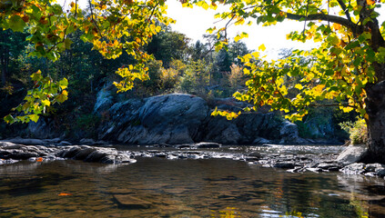 autumn leaves in the water