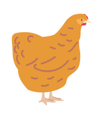 Brown or warren chicken vector illustration