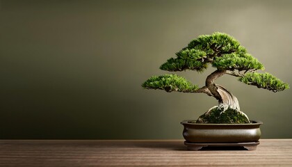 A serene bonsai tree in a decorative pot.