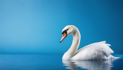 Obraz premium Elegant swan gliding on calm blue water.