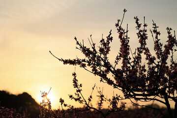 オレンジ色に染まる綺麗な夕焼け空と花のシルエット