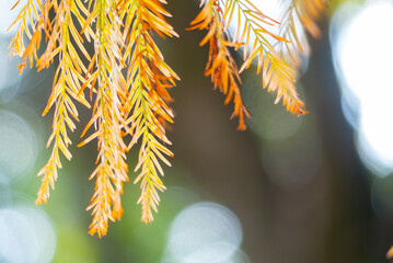 色付き始めた秋のメタセコイアが太陽光に照らされ金色に輝いている