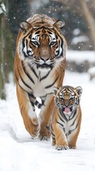 Obraz premium An adult northeastern tiger walks alongside its adorable cub, both enjoying a snowy day with falling flakes