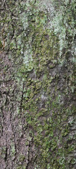Beautiful close-up of the bark of cordia myxa