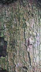 Beautiful close-up of the bark of coccoloba peltata
