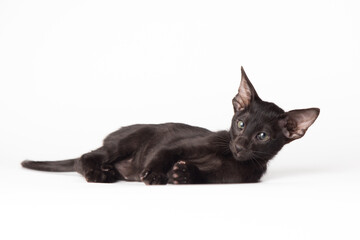 portrait of a cute black oriental cat in front of white background. kitty studio shot with copy space
