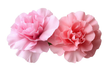 Stack Carnation flowers on white background