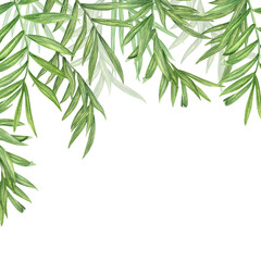 Watercolor hanging down branches of plants illustration. Summer tropical leaves frame with copy space for text. . Palm or cane leaf bouquet for textile decor, greeting cards, package design