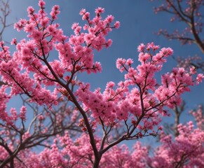 Pink silk tree branches in full bloom with a few leaves , ornamental trees, flowering tree