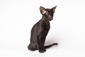 portrait of a cute black oriental cat in front of white background. kitty studio shot with copy space