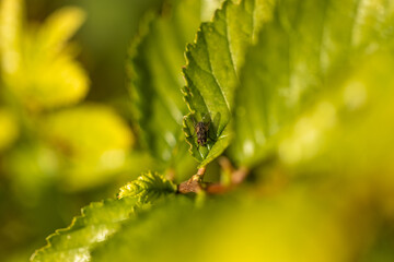 Una mosca pequeña reposando sobre una hoja verde con textura, capturada en un enfoque macro natural