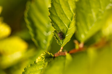 Una mosca pequeña reposando sobre una hoja verde con textura, capturada en un enfoque macro natural