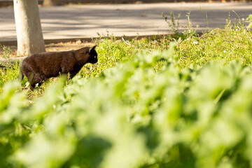 Un gato negro camuflado entre la vegetación con un fondo iluminado por el sol