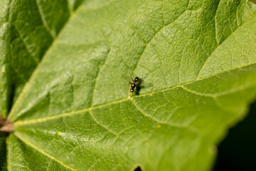 Una diminuta mosca posada en una hoja verde captada con un enfoque macro detallado