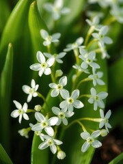 Tiny paperwhite flower details on a green leafy base, white flowers, small flowers, paperwhites