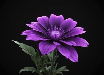 Vibrant neon purple flower glowing against a dark black background,  flower,  background,  purple
