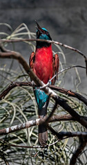 Carmine bee-eater on the branch. Latin name - Merops nubicus nubicus