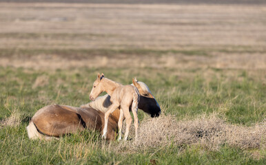 Wild Horse Mare and Foal in the Utah Desert in Springtime