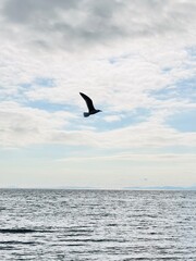 seagull flies over the sea