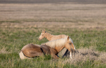 Wild Horse Mare and Foal in the Utah Desert in Springtime