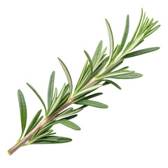 Fototapeta premium A sprig of rosemary, with its needle-like leaves and rich green hue. isolated on a transparent background