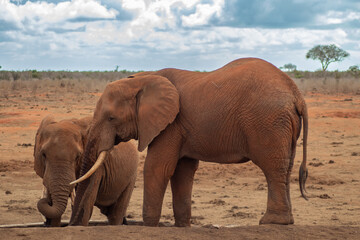 Fototapeta premium Elephant in the savanna