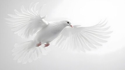 Majestic white dove captured mid-flight displays spread wings and pure feathers in graceful pose, symbolizing peace and freedom against pristine studio background.