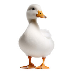 A white whole Pekin duck with orange beak and feet, white feather isolated on a transparent background