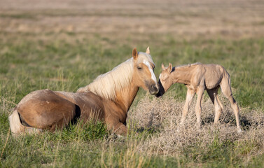Obraz premium Wild Horse Mare and Foal in the Utah Desert in Springtime