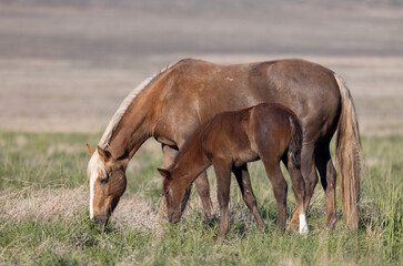 Fototapeta premium Wild Horse Mare and Foal in the Utah Desert in Springtime