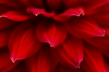 Beautiful red flower petals create a stunning display of vibrant color and texture in nature