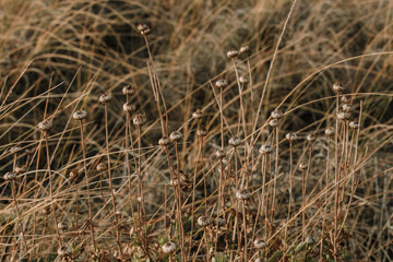 Fototapeta premium Detalle de flores secas silvestres con texturas naturales y tonos tierra