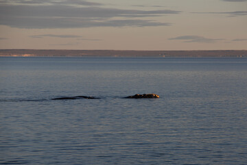 Ballena franca austral asomando su lomo bajo la luz de la luna llena en Chubut, Argentina