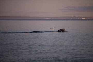 Ballena franca austral asomando su lomo bajo la luz de la luna llena en Chubut, Argentina