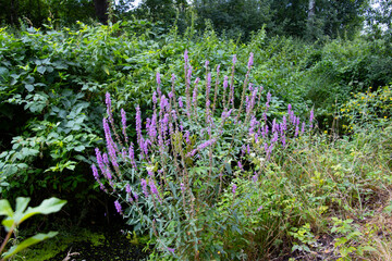 Obraz premium Purple Loosestrife, also called Lythrum salicaria