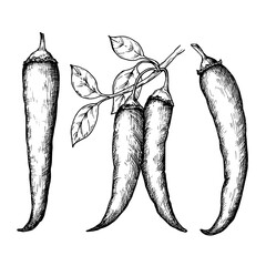 Chili pepper sketch ink graphic illustration, draft silhouette drawing, black on white line art. Botanical vintage etching food design.