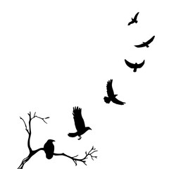 Fototapeta premium silhouette of flying birds 