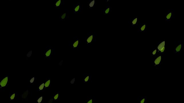 Green leaves are flying. Flying Green leaves over a black background. Element Overlay, green screen, alpha effect -4k Seamless Loop