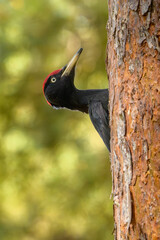 black woodpecker