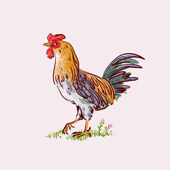 Rooster, cock, chicken hand drawing character vector illustration. Fighting rooster line art isolated on white background.