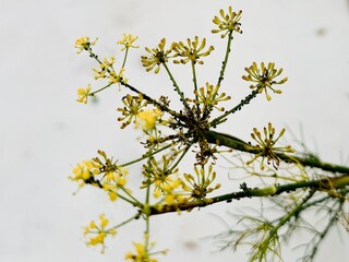 Delicate fennel flowers with tiny bugs resting on the petals.