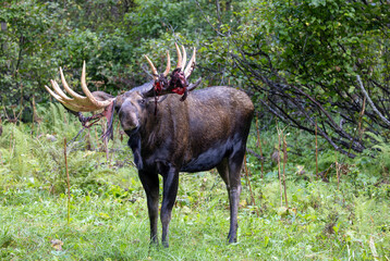 Alaska Yukon Bull Moose in Early Autumn in Alaska