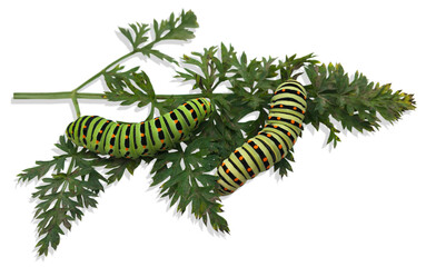 Swallowtail butterfly caterpillars on a branch on a white background