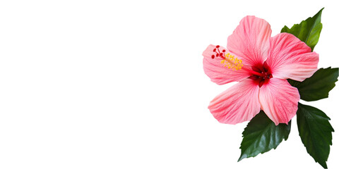 Obraz premium Pink Hibiscus Flower
