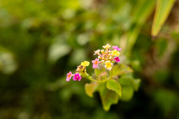 Ramillete de flores de Lantana camara en tonos amarillos, rosas y morados, destacando su belleza multicolor sobre un fondo natural